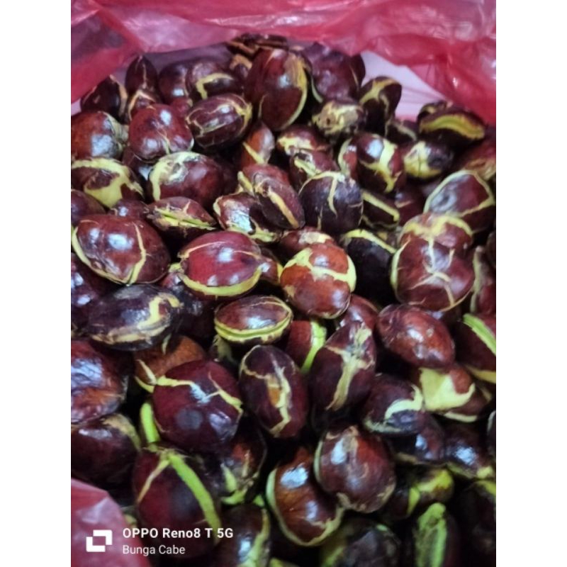 

Jengkol Murah per 500 gram