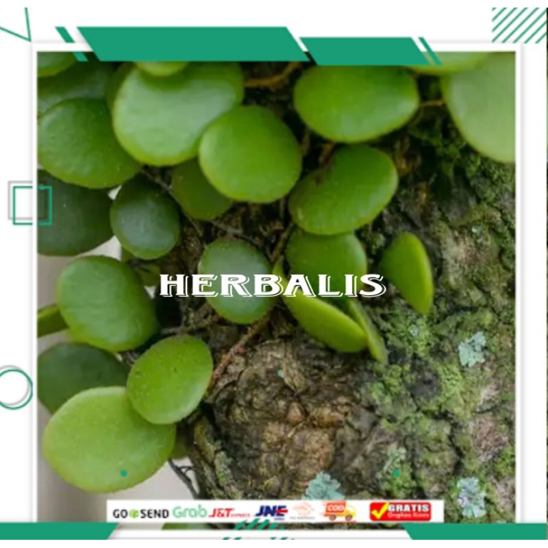 

Murah 500gr daun picisan/daun sisik naga segar siap di gunakan