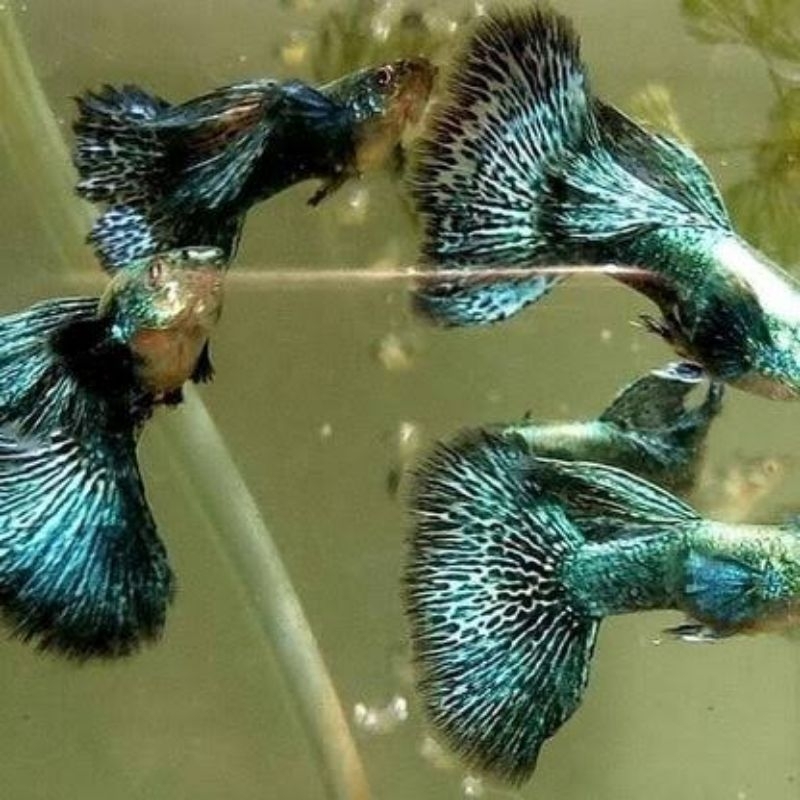 likan guppy green dragon sepasang jantan dan betina siap indukan