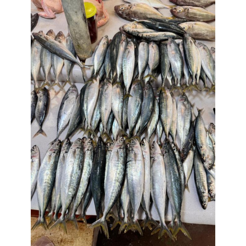 

Ikan Layang 1 kg