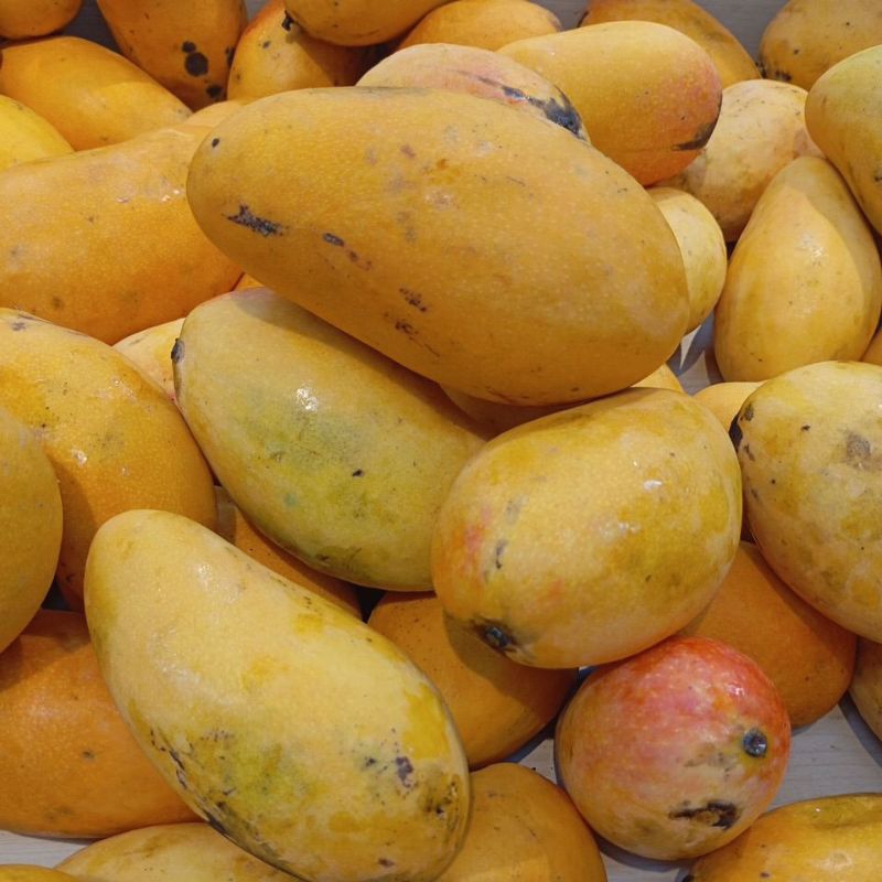 

Mangga Podang Segar 1kg