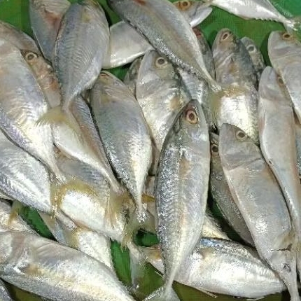 

ikan kembung segar frozen