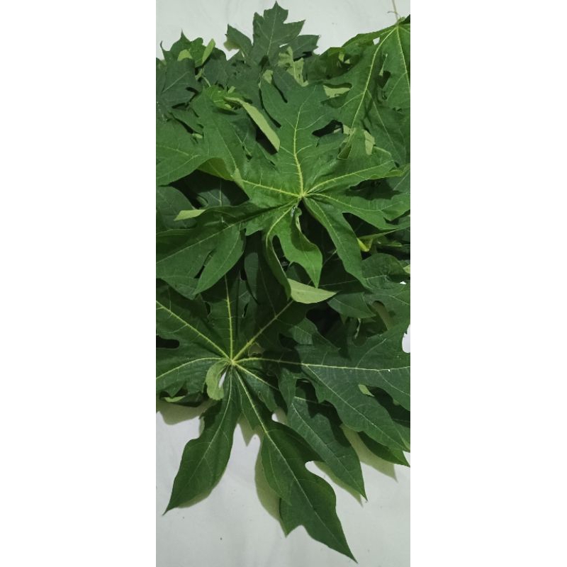 

daun pepaya segar