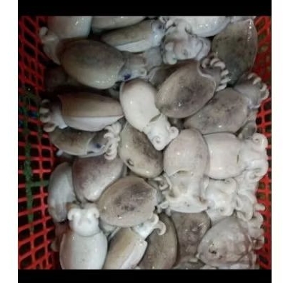 

Cumi/Sotong Balakutak Segar 500 GR