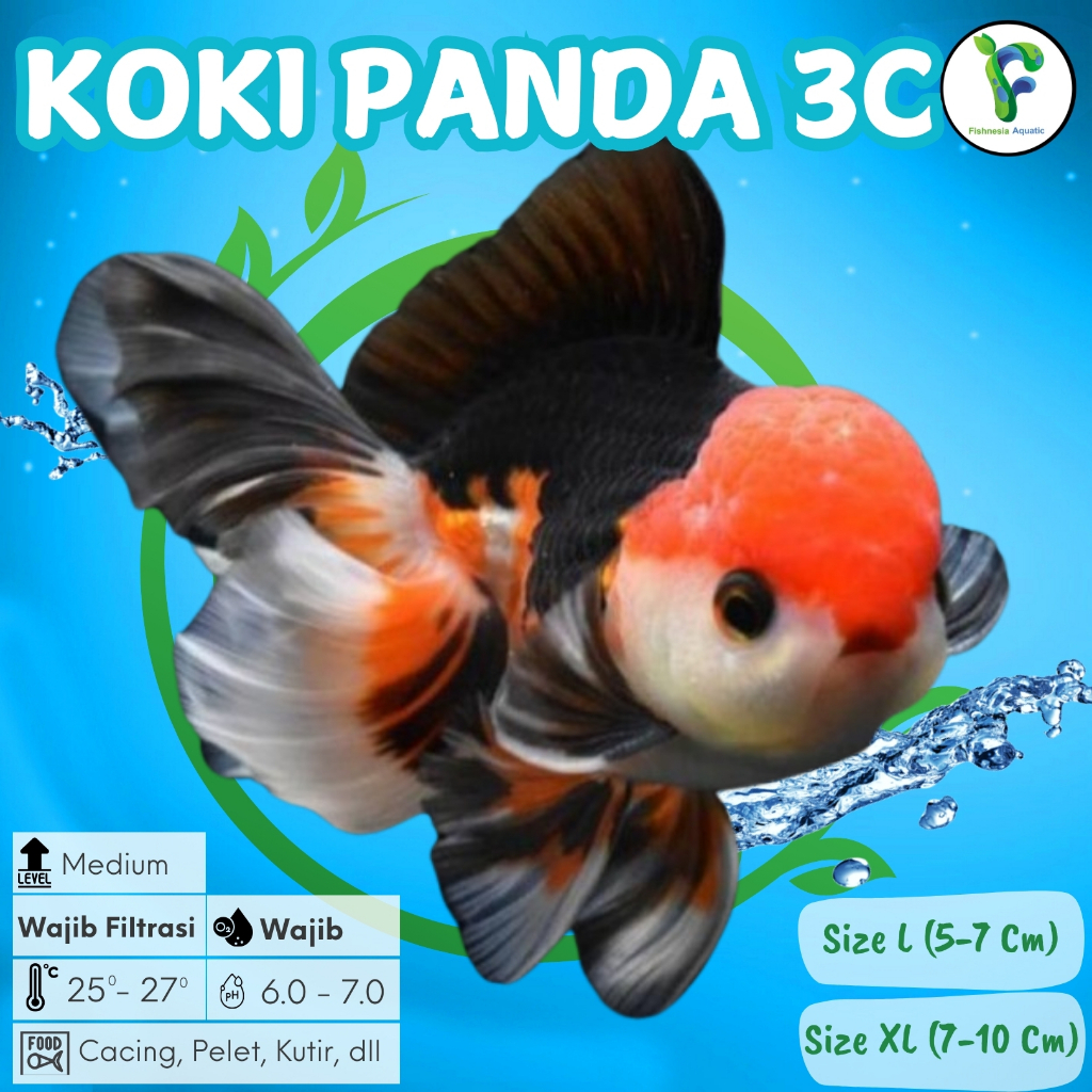 ND3 Ikan Mas Koki Panda Size XL 7-10 Cm Blitar / Goldfish Panda / Koki Panda 3 Color / Koki Panda 3C