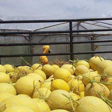 

Melon - manis seger - berair - melon berkualitas - melon kuning
