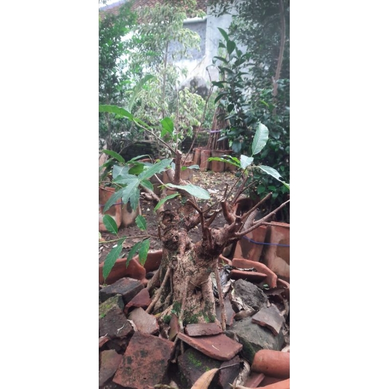 Bonsai Bunut pucuk merah
