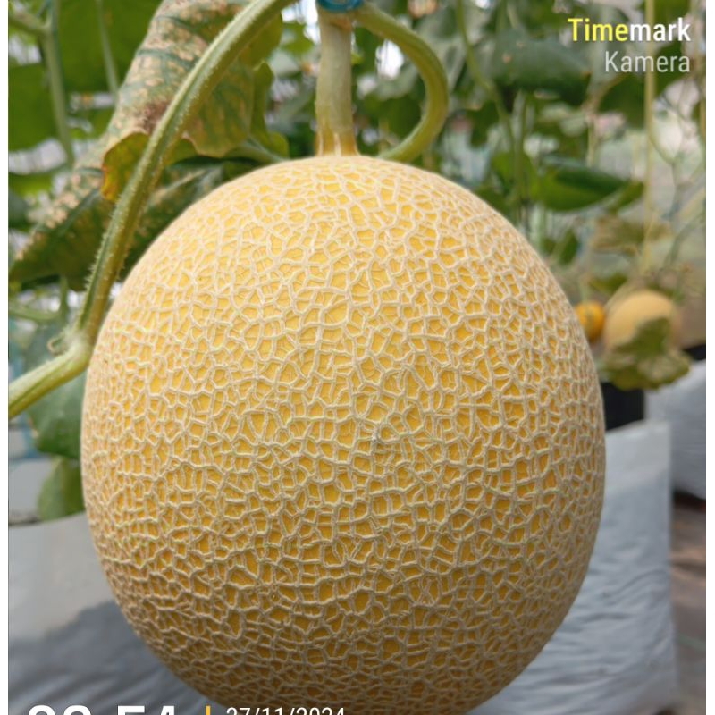 

Buah Melon inthanon 1000gr ~ 1150gr langsung dari greenhouse