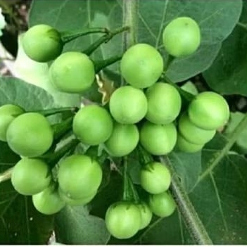 Buah Cepokak Takokak 1kg / Terong pokak Pipit / Buah Rimbang