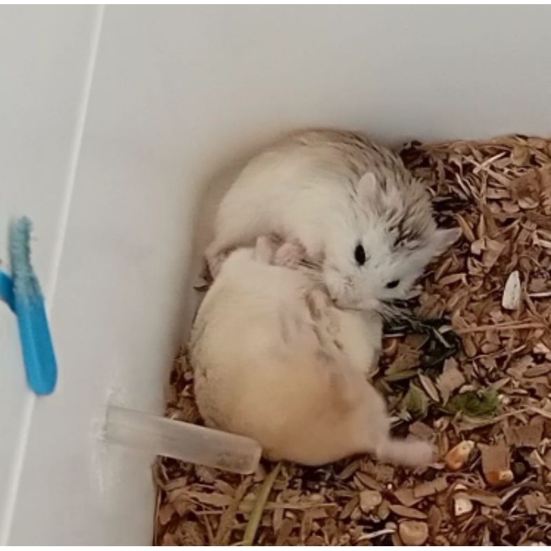 INDUKAN HAMSTER ROBOROVSKI SEPASANG