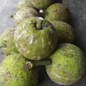 

buah sukun siap di goreng