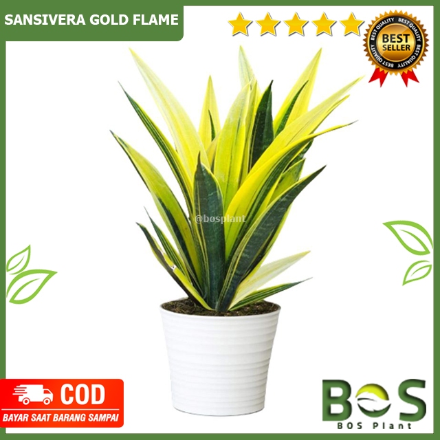 Bosplant - Sansevieria Gold Flame Sansivera golden flame
