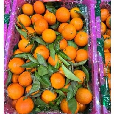 

Buah Jeruk Santang Madu Dongfang HDL Jual Per 1 BOK Krat