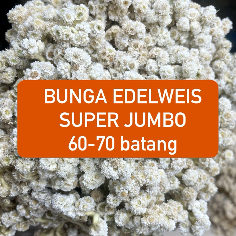 CIGALLERY BUNGA EDELWEIS BROMO BESAR JUMBO IKAT JUMBO IKAT BESAR