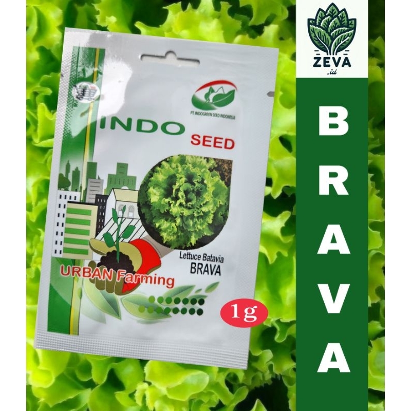 Benih Selada Batavia Brava - Indo Seed