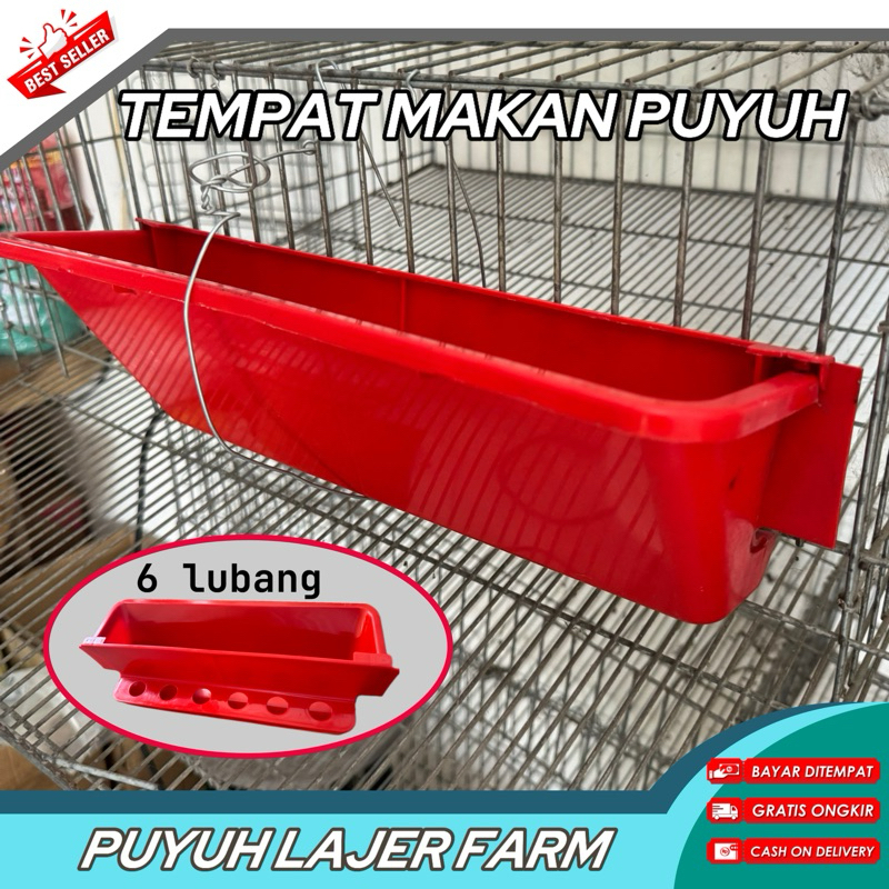TEMPAT MAKAN PUYUH LUBANG 6 LESER PAKAN PUYUH PALNTONGAN MAKAN PUYUH BURUNG