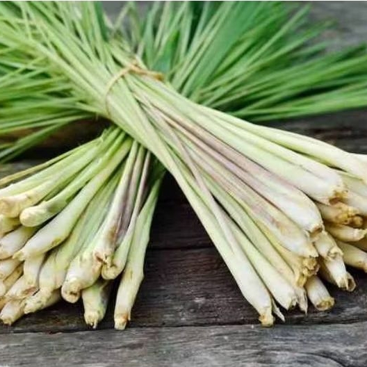 

Sereh Serai 1 KG Bumbu Masak Rempah Segar Penyedap Masakan