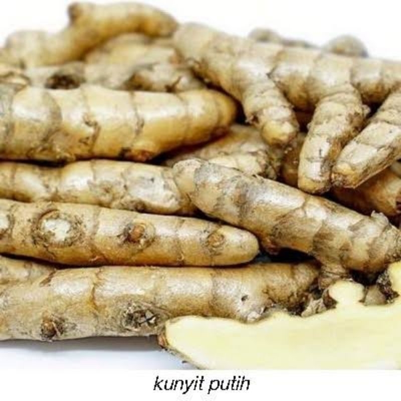 

kunyit putih Temu Putih Segar 500 Gram
