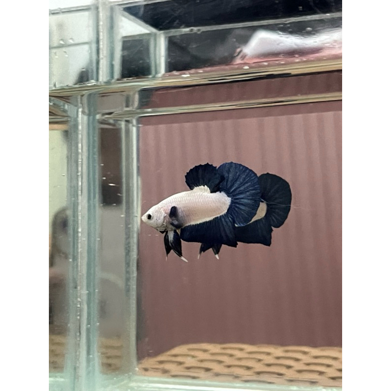 Cupang Blue Rim Im Ikan Cupang Biru Ikan Cupang Male Ikan Cupang Variasi Ikan Cupang Betta Fish Ikan