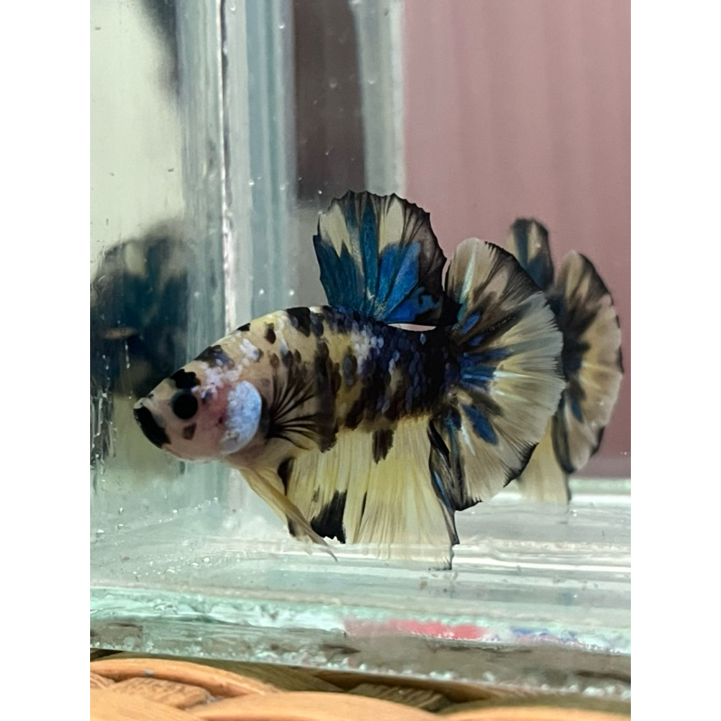 Ikan Cupang Yellow Koi Ikan Cupang Biru Ikan Cupang Male Ikan Cupang Variasi Ikan Cupang Betta Fish 