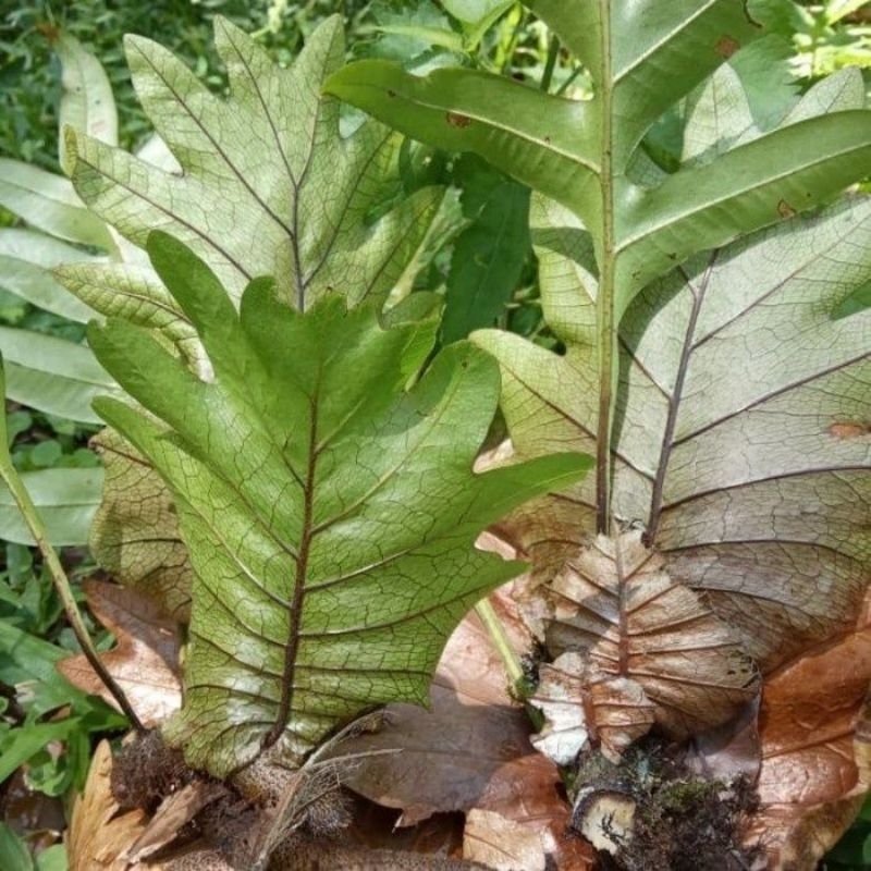 Tanaman hias kadaka aglaomorpha , tanaman hias dinding
