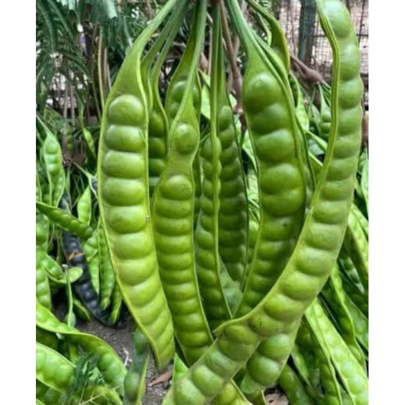 

Pete Mata Sapi Kualitas Super Premium Per Lonjor