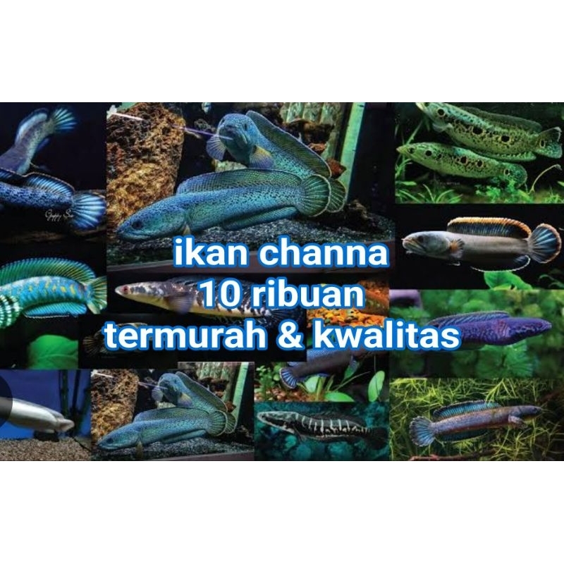 

gambar channa murah