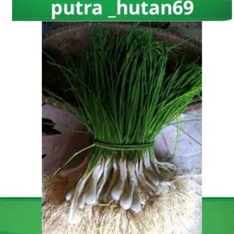 

BAWANG KUNCAI/BAWANG BATAK 1KG BISA BUAT BIBIT BISA BUAT MASAK