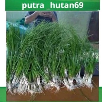 

BAWANG KUNCAI/BAWANG BATAK 500 g BISA BUAT MASAK BISA BUAT BIBIT