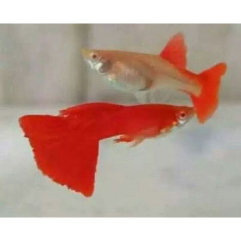 IKAN HIAS GUPPY AFR PAIR PASANGAN