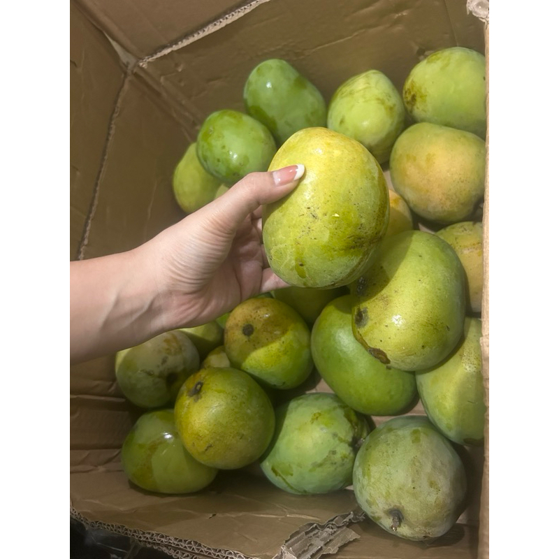 

fresh mangga mengkel manalagi lokal manis perkilo