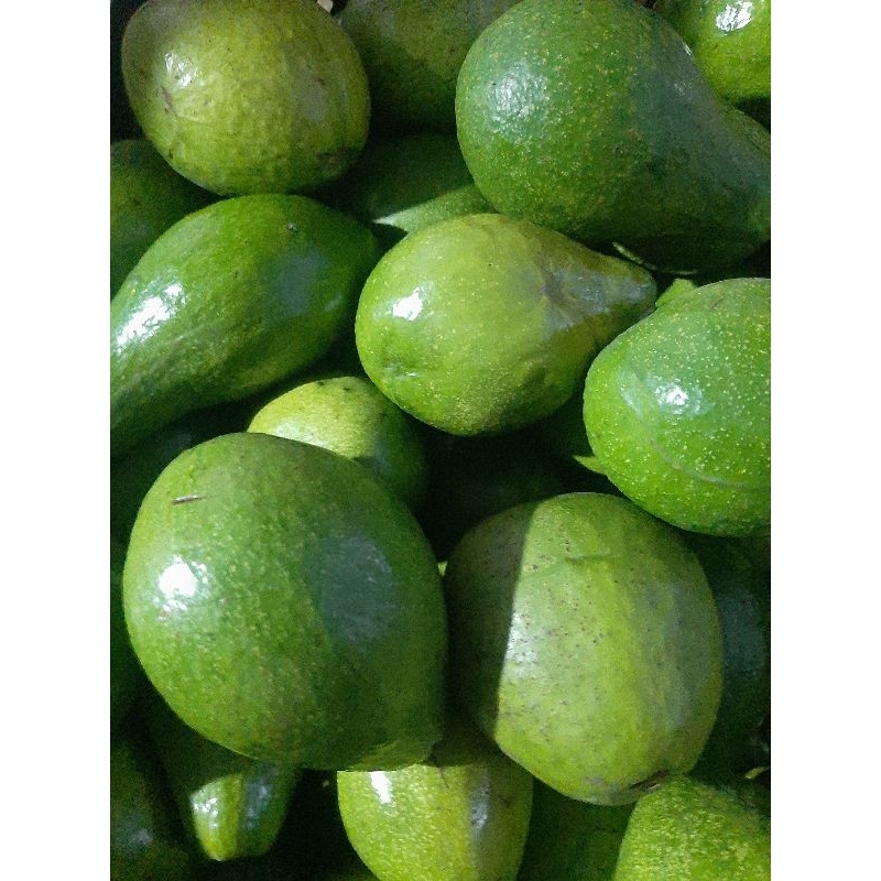 

Alpukat mentega Ukuran -+2, 3 Fresh