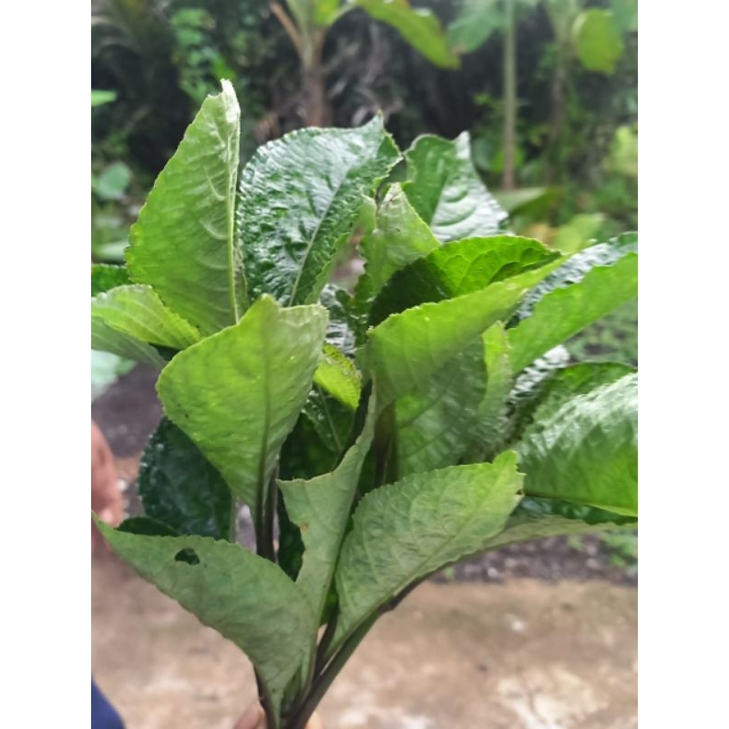 

Daun pecah beling / keji beling isi 50 lembar