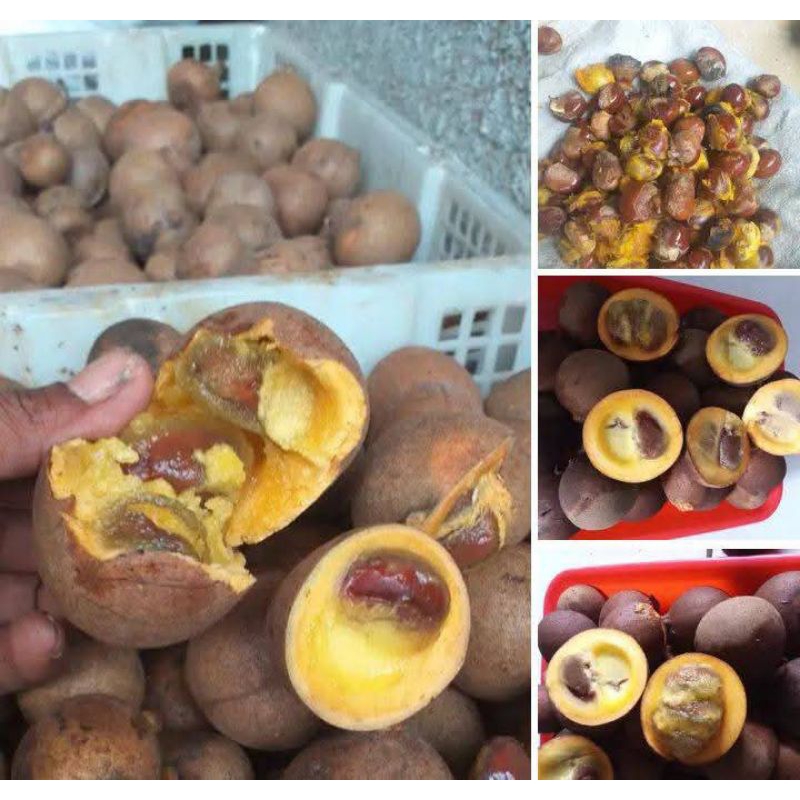 

BIJI KEPEL ATAU BURAHOL