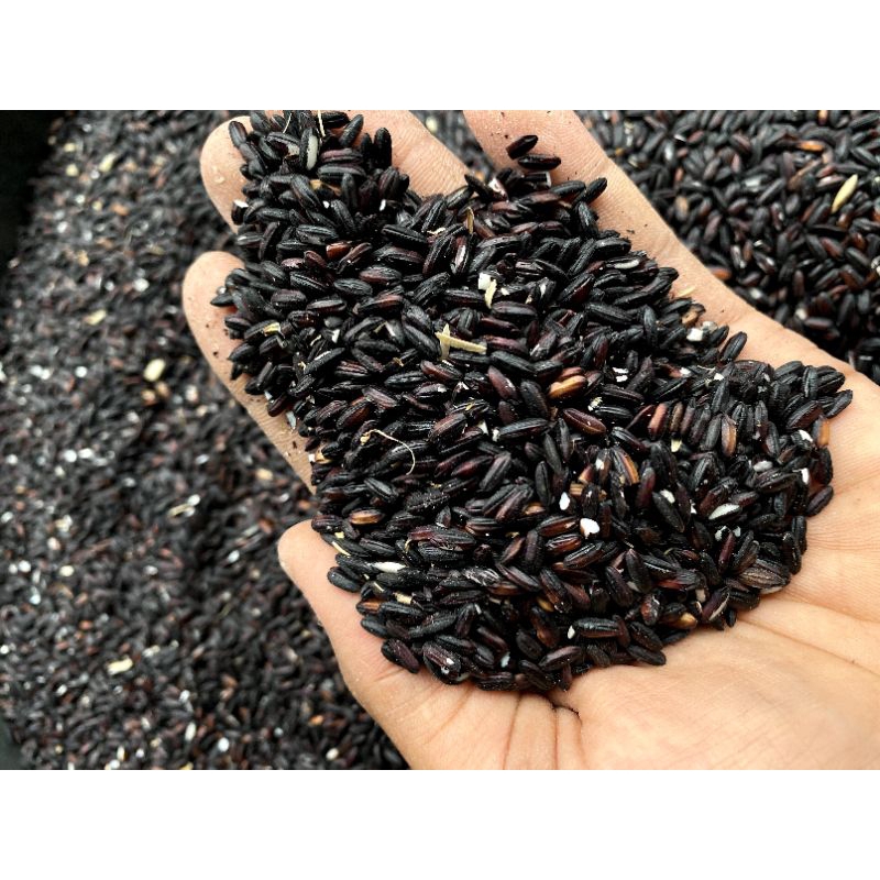 

KetanHitam