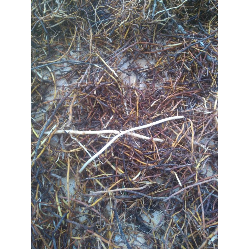 

akar kaung/kolang kaling/caruluk 1ons