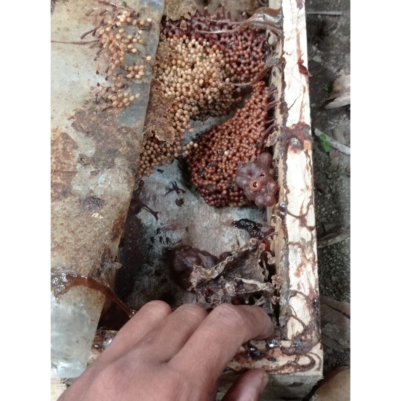 Bibit lebah klanceng koloni tua