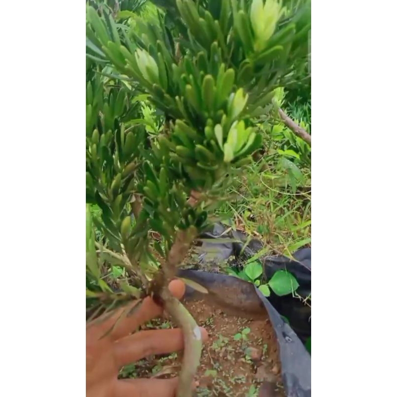 lohansung blue cincuan