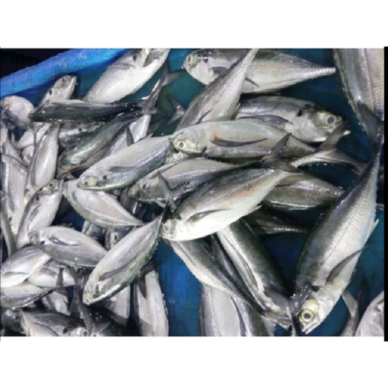 

Ikan Caru Segar I 500-1 Kg