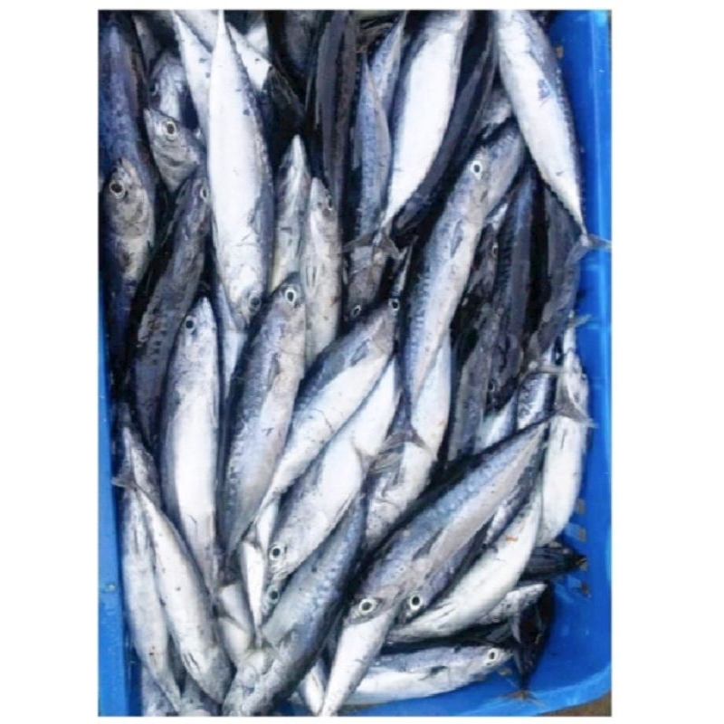 

Ikan Tongkol Segar 500-1 kg