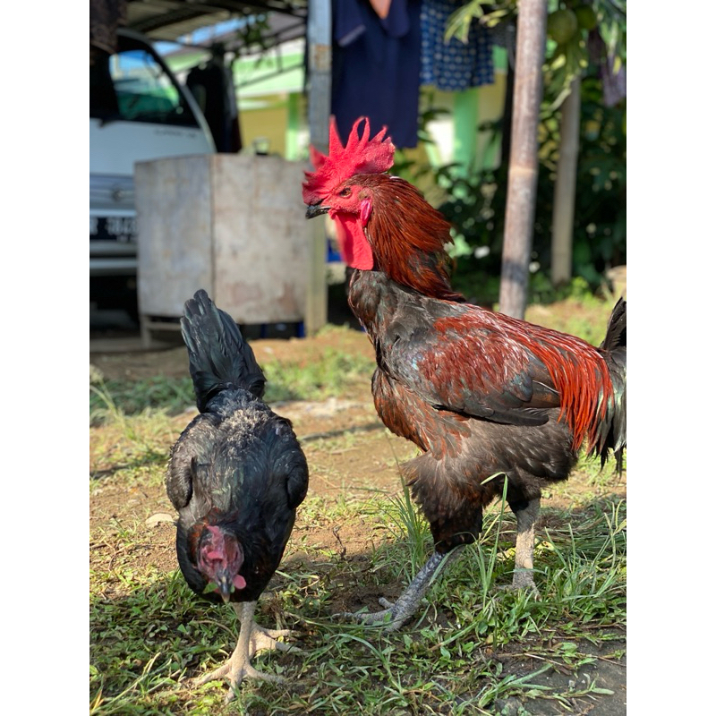 Telur ayam Pelung Fertil