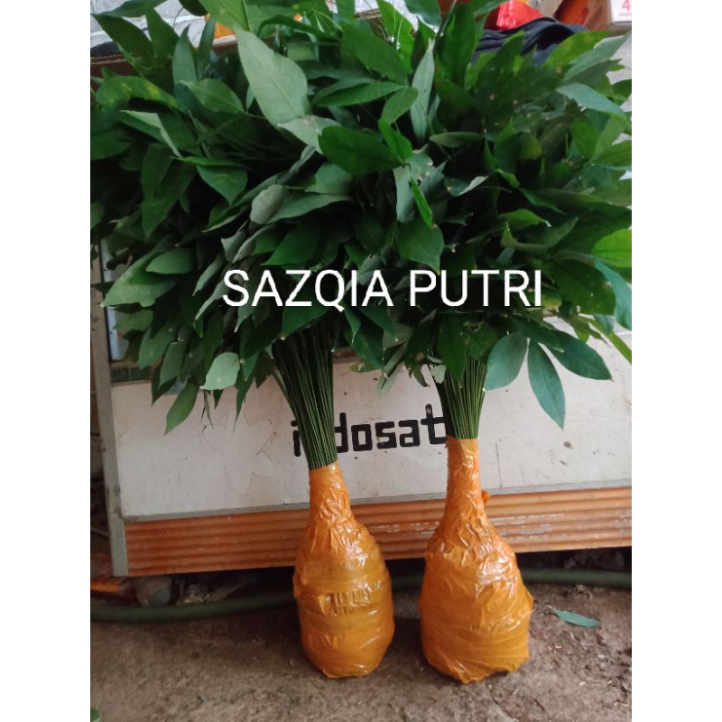 Bibit Pohon Karet Unggul/100 Pohon