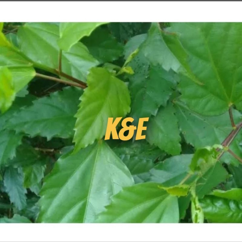 

Daun lentera daun bunga sepatu segar petik langsung