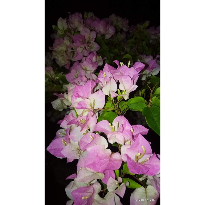 stek batang bougenville import bengawan solo batang besar