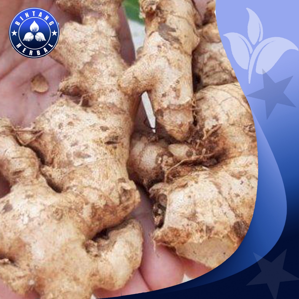 

JUAL JAHE EMPRIT SUPER \ 250 GRM - BINTANG HERBAL