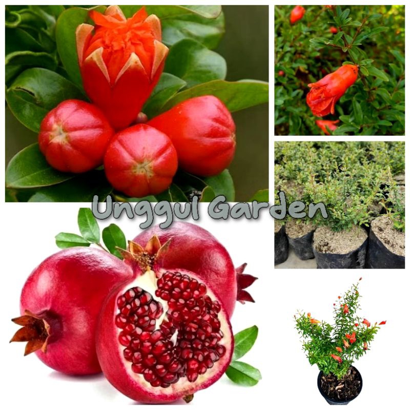 Bibit Tanaman Buah Delima Merah