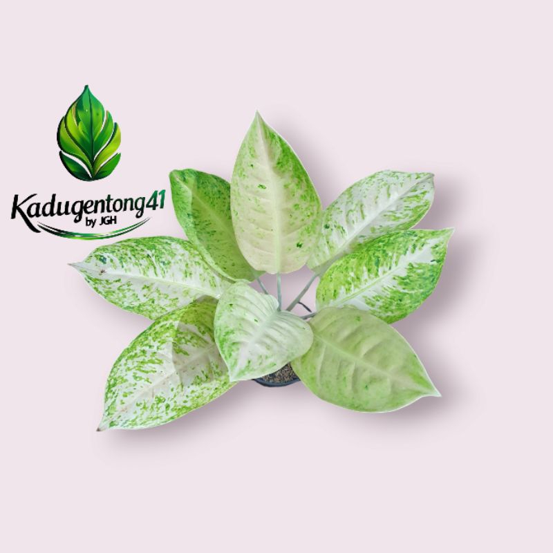 Aglonema Bigroy White Jumbo