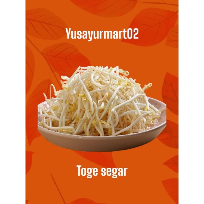 

toge segar