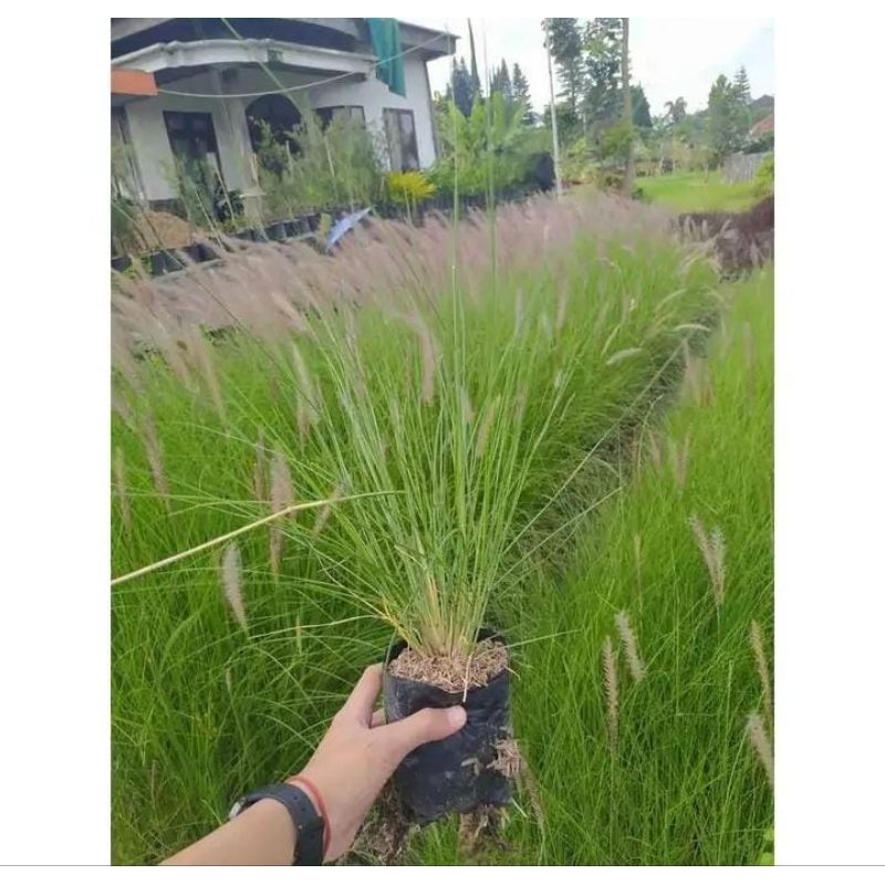 Tanaman hias alang alang ekor kuda/ilalang ekor kuda