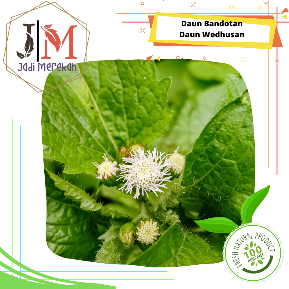 

[JMSoFresh] Daun Bandotan Segar / Daun Wedhusan Segar